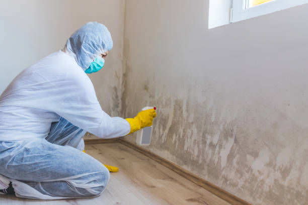 Licensed Attic Mold Removal service in Madison, IL - WQB Mold Removal
