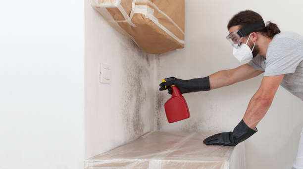 Professional Attic Mold Removal technician working in Madison, IL