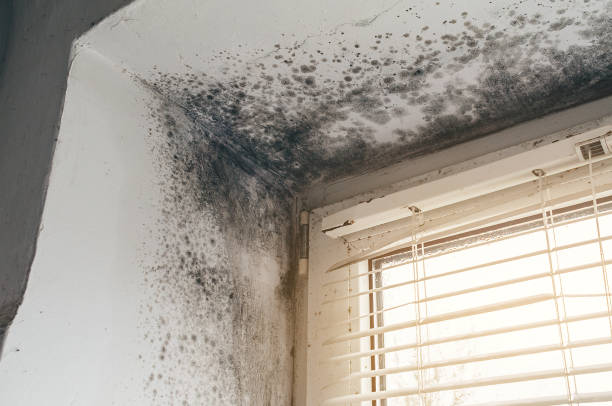 Affordable Attic Mold Removal solutions in Madison, IL