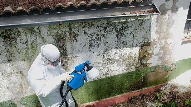Top rated local Attic Mold Removal specialists in Madison, IL